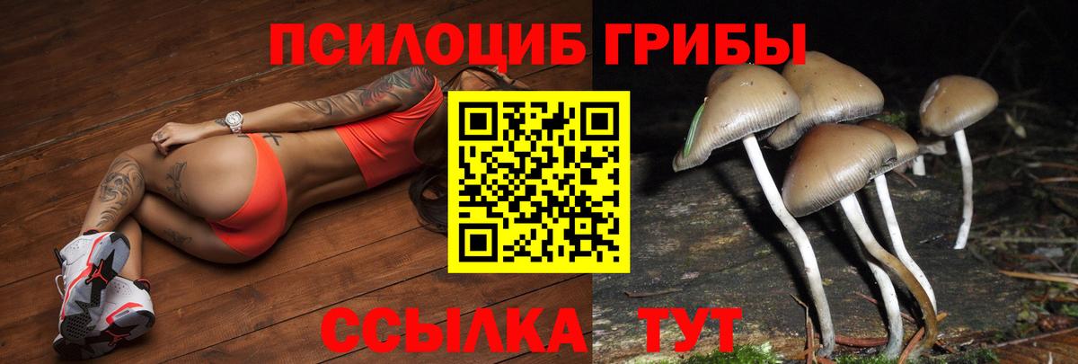 купить наркоту  Вход с VPN  Рассказово  Галлюциногенные грибы Psilocybine cubensis 